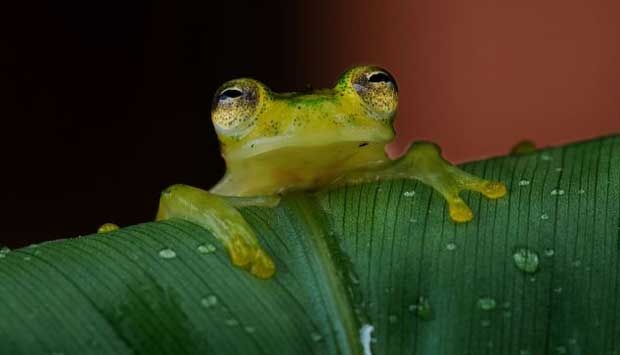 News TolitoliLipuKu Foto  foto Katak  Transparan Terlihat 