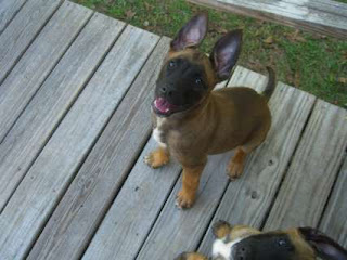 Belgian Malinois Puppy