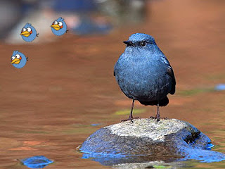 Burung Angry Birds di Dunia Nyata 
