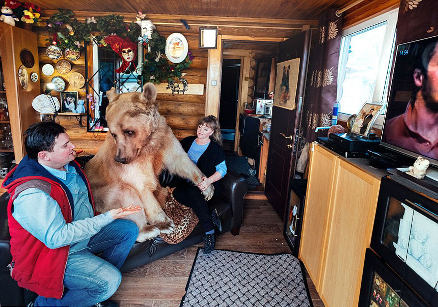 Russian Couple Adopted An Orphaned Bear 23 Years Ago, And They Still Live Together - Now he’s a 23-year-old loving goofball!