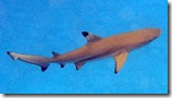 PB153716