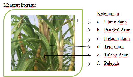 Maulidious Blog Daun  tunggal dan bagian bagiannya