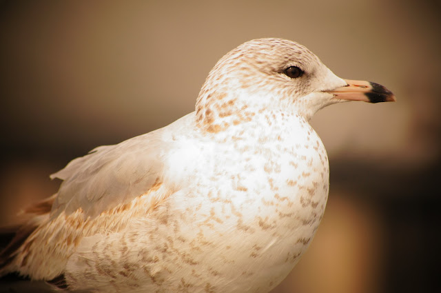 royalty free pictures for birds for blogs with no watermarks