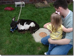 zoocalf