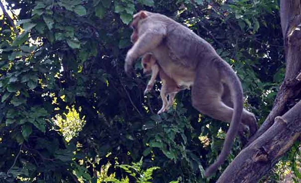 A Monkey Defended A Puppy From Stray Dogs And Became Its New Parent