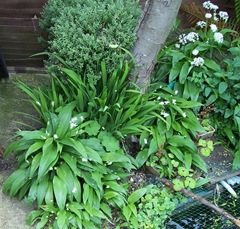 Ransoms also known as wild garlic