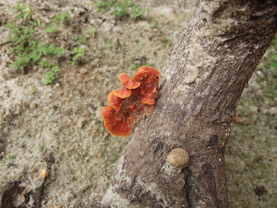 (Pycnoporus sanguineus)