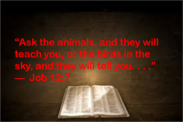 “The wings of the ostrich flap joyfully, though they cannot compare with the wings and feathers of the stork.”  —  Job 39:13