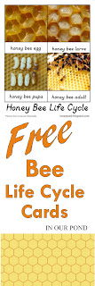 FREE Bee Life Cycle Card with Real Images