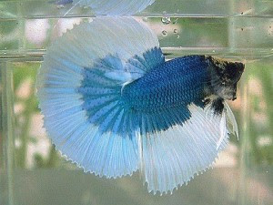 Betta Pesce Immagine