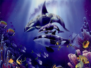 killer whales wallpapers