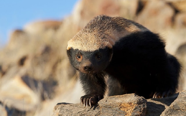 Ratel, Tejón de la miel, Tejón melero, Animales 1