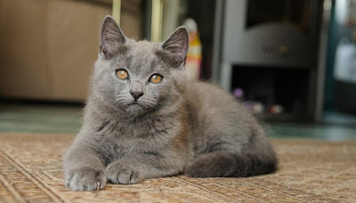 Perawatan Chartreux