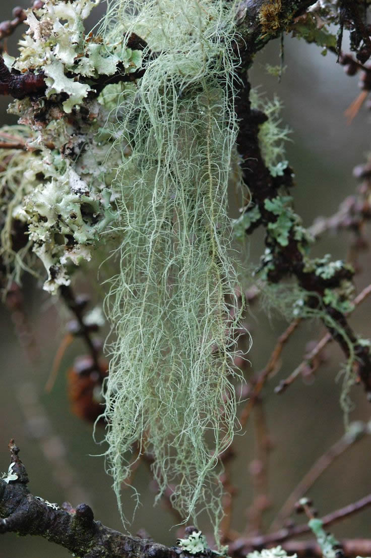 Usnea