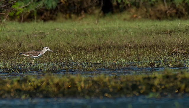 wetland water birds birding nature conservation travel pulicat lake chennai wildlife