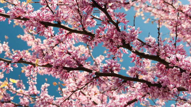 Pink Blossoms HD Wallpaper