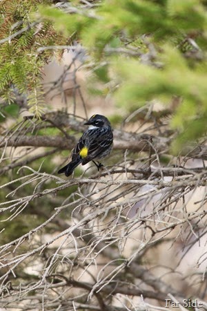 Yellow Rumped Warbler Maybe