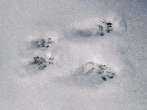 squirrel track