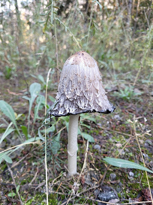 Fungus Trans Canada Trail British Columbia.