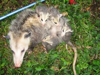 Opossum