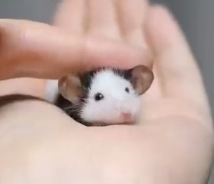 Cute Mini Mouse in Hand