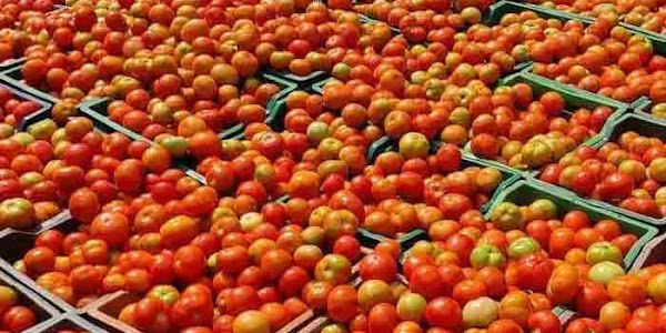 Tomato Price | സംസ്ഥാനത്ത് തക്കാളി വില കുതിക്കുന്നു; ഒറ്റ ദിവസം കൊണ്ട് 60 രൂപ വര്‍ധിച്ചു