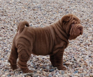 Shar Pei Puppy