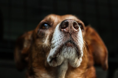 alt="perro con ligera secreción nasal"