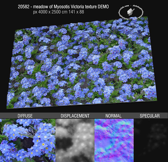  20583 - royalty free Meadow of Myosotis Victoria, seamless texture High resolution + maps