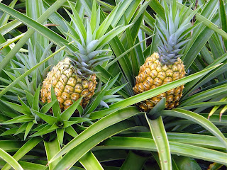 Agricultores do estado começaram a colheita da fruta. Vendas estão boas porque é época de entressafra em outras regiões.