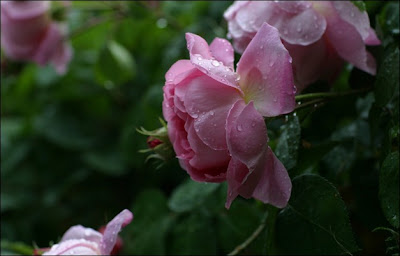 light pink rose full of dew drops at morning