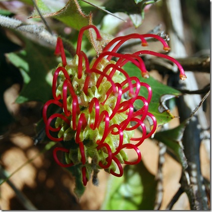 Grampians - holly grevillea