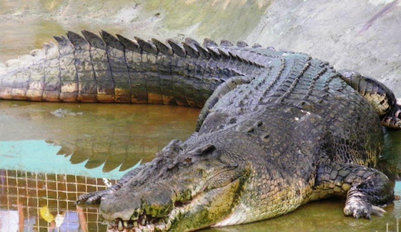 20+ Largest Saltwater Giant Crocodile