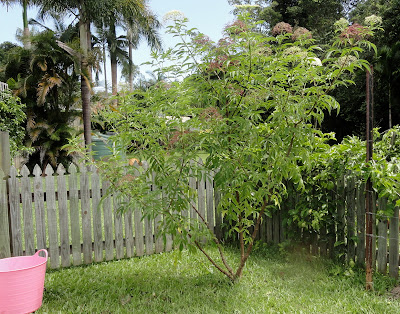 Growing elder flowers for drinks