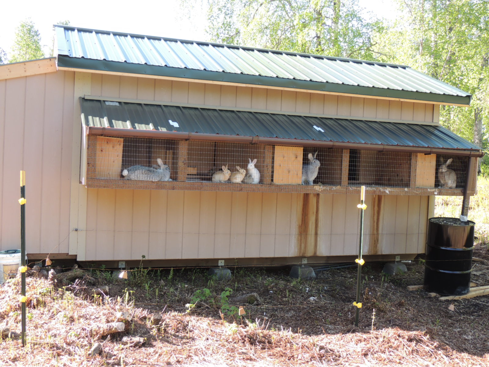 Alaska Bush Life, Off-Road, Off-Grid: Raising Meat Rabbits in Alaska