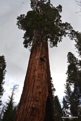 General Grant Tree
