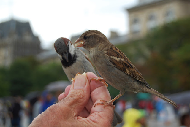 brids eating, man, hand, Notre Dame