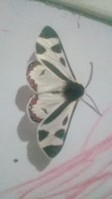 mariposas argentinas Dysschema centenaria