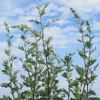 Bijvoet, Artemisia vulgaris, wild wormwood, mugwort