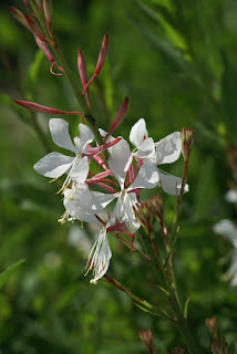 Oenothera lindheimeri - Gaura de Lindheimer - Gaura lindheimeri