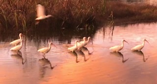 American white ibis; sunset; Mt. Pleasant; South Carolina; Giorgio Coniglio