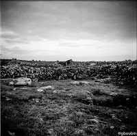 "Burren 6" - (Sujet : Irlande - 2012 ; Materiel : Lubitel 166U, Tmax100)