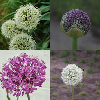 Seiersløk, Allium 'Purple Sensation' i knopp og i blomst, Allium 'Mount Everest'