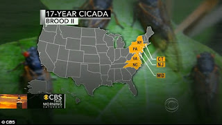 17-year cicadas