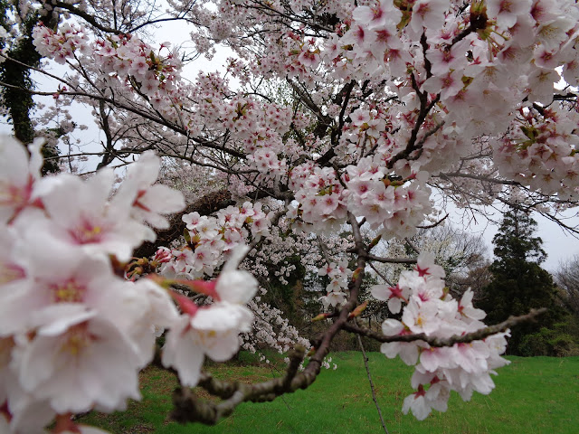 ホテル旬香大山リゾートの前のソメイヨシノ桜