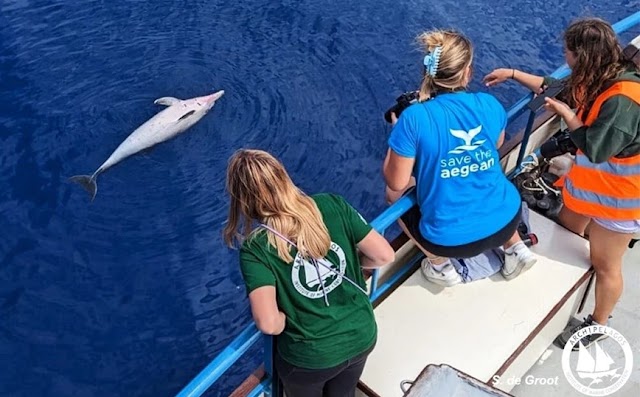 Ανησυχία για τα θανατωμένα δελφίνια στο Αιγαίο – SOS από το «Αρχιπέλαγος», βρέθηκαν ακόμη δύο
