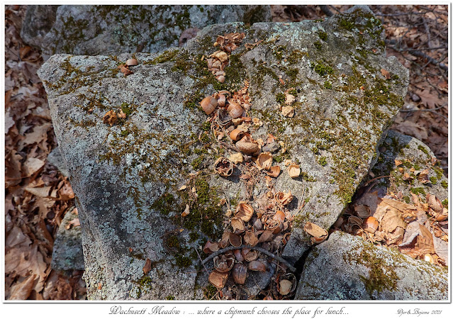 Wachusett Meadow: ... where a chipmunk chooses the place for lunch...