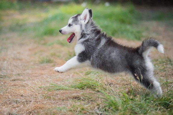 Male Siberian Husky Puppies For Sale Near Me