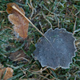 Vis album