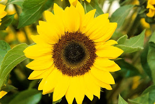 Gambar Bunga Matahari Paling Indah 20001_Sunflower